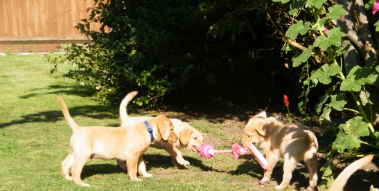 Some of our puppies playing